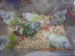 IN-4303　アカオウロコインコ・ミント?ムーンチーク?