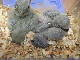 IN-4304　コザクラインコ・親はブルーなのに皆ノーマルグリーン