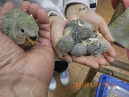 IN-4304　コザクラインコ・親はブルーなのに皆ノーマルグリーン
