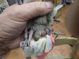 IN-4304　コザクラインコ・親はブルーなのに皆ノーマルグリーン