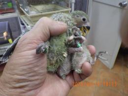 IN-4304　コザクラインコ・親はブルーなのに皆ノーマルグリーン