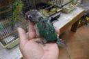IN-3943　アカオウロコインコ・ブルー　リング№