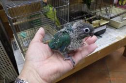 IN-3943　アカオウロコインコ・ブルー　リング№