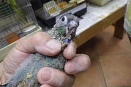 IN-3943　アカオウロコインコ・ブルー　リング№