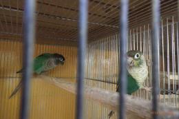IN-3943　アカオウロコインコ・ブルー　リング№