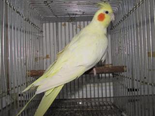 In 2662 オカメインコ ルチノー イザベラっぽくも 雌 キットウココ ペット部 In 2662 オカメインコ ルチノー イザベラっぽくも 雌 キットウココ ペット部