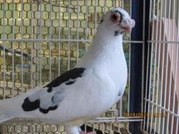 HT-816 観賞鳩「ドイツ」 18年雄 | キットウココ ペット部