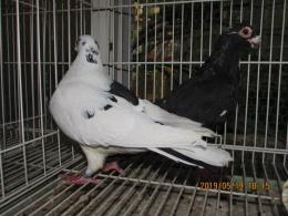 銅製:夫婦鳩(小判台付) 800_2_618ee246-c0c9-433f-a7b5-