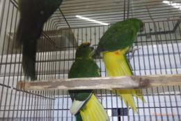 IN-4305　キガシラアオハシインコ　若