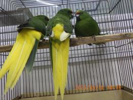 IN-4305　キガシラアオハシインコ　若