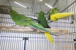IN-4305　キガシラアオハシインコ　若