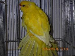 IN-4123　キガシラアオハシインコ・雄