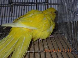 IN-4123　キガシラアオハシインコ・雄