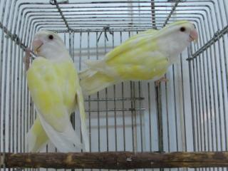 IN-2977 ホワイトヘッドレモン色のコザクラインコ雄雌で