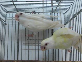 IN-2978 淡いレモンカラーの若いコザクラインコ 1羽の価格