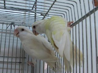 IN-2978 淡いレモンカラーの若いコザクラインコ 1羽の価格