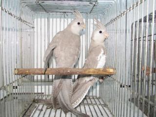 In 2979 ホワイトフェイスシナモン オカメインコの幼鳥 キットウココ ペット部 In 2979 ホワイトフェイスシナモン オカメインコの幼鳥 キットウココ ペット部