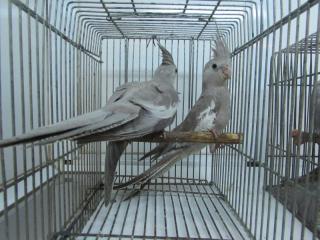 IN-2979 ホワイトフェイスシナモン・オカメインコの幼鳥