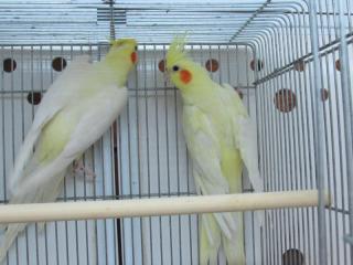 パネル生地　鳥柄　ルチノーオカメインコ　先着6枚　12/7 リアルサイズ オカメインコ ルチノ－ 濃赤目 羊毛フェルト 鳥の