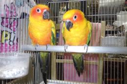 IN-4474　コガネメキシコインコ　雄雌のペアで