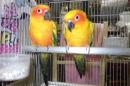 IN-4474　コガネメキシコインコ　雄雌のペアで