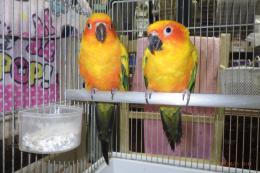 IN-4474　コガネメキシコインコ　雄雌のペアで