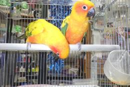 IN-4474　コガネメキシコインコ　雄雌のペアで
