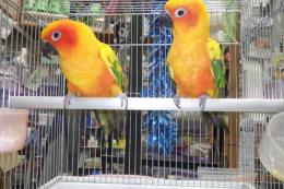 IN-4474　コガネメキシコインコ　雄雌のペアで