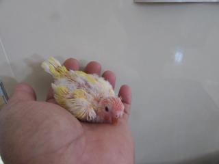 In 2666 アキクサインコ ルチノーの雛 キットウココ ペット部