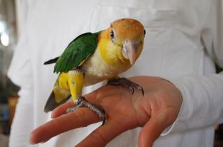 In 975 Usa Cb 性格良い仔のシロハラインコ 雛 キットウココ ペット部 In 975 Usa Cb 性格良い仔のシロハラインコ 雛 キットウココ ペット部
