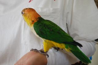 In 975 Usa Cb 性格良い仔のシロハラインコ 雛 キットウココ ペット部 In 975 Usa Cb 性格良い仔のシロハラインコ 雛 キットウココ ペット部