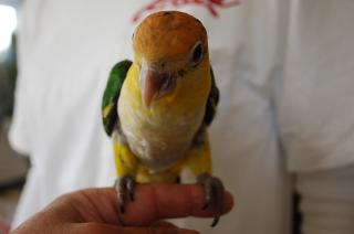 In 975 Usa Cb 性格良い仔のシロハラインコ 雛 キットウココ ペット部 In 975 Usa Cb 性格良い仔のシロハラインコ 雛 キットウココ ペット部