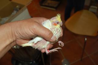 In 490 頬赤白オカメインコ 雛 ナンバーb021 キットウココ ペット部