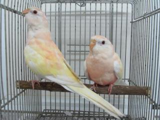 In 2667 アキクサインコ ルチノーの若 キットウココ ペット部 In 2667 アキクサインコ ルチノーの若 キットウココ ペット部