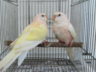 In 2667 アキクサインコ ルチノーの若 キットウココ ペット部 In 2667 アキクサインコ ルチノーの若 キットウココ ペット部