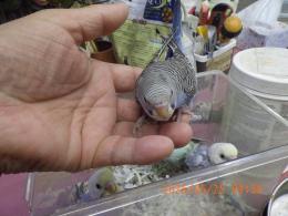 IN-4476　ノーマルバイオレット　セキセイインコのヒナ