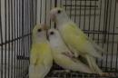 IN-3945 コザクラインコ・クリーム　雌と思います。