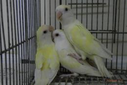 IN-3945 コザクラインコ・クリーム　雌と思います。