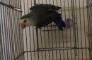 IN-3947　コザクラインコ・オレンジヘッドオリーブ