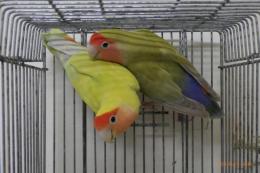 IN-3949　親物コザクラインコ　雄雌ペア