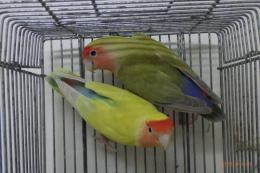 IN-3949　親物コザクラインコ　雄雌ペア