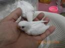 IN-4477 綺麗なセキセイインコのヒナ　黒目の白