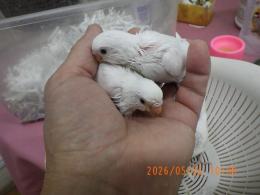 IN-4477 綺麗なセキセイインコのヒナ　黒目の白