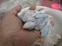 IN-4478　綺麗なセキセイインコの雛　一人餌に成ります