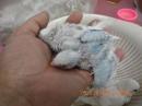IN-4478　綺麗なセキセイインコの雛　一人餌に成ります