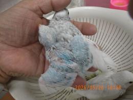 IN-4478　綺麗なセキセイインコの雛　一人餌に成ります