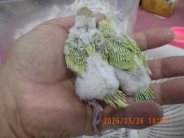 IN-4479　綺麗なセキセイインコの雛