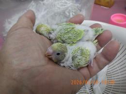 IN-4479　綺麗なセキセイインコの雛