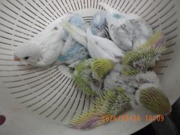 IN-4479　綺麗なセキセイインコの雛