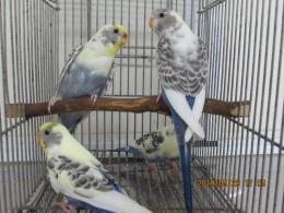 IN-3333 セキセイインコ 4色系ハルクイン雄雌で | キットウココ ペット部